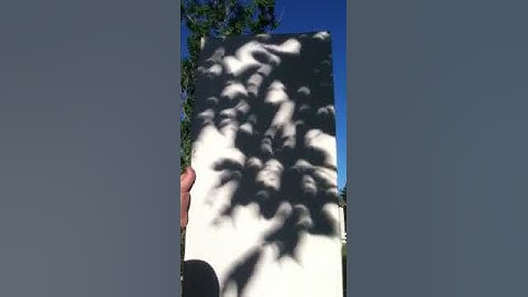 Solar eclipse leaf shadows