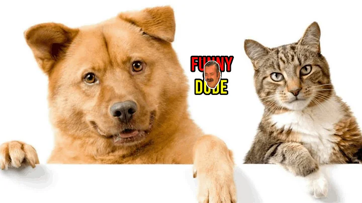 Video 1859501: laugh cats dogs, cat animals laugh, animals cat games, cat best animals, funny pets, funniest cats, cute cat