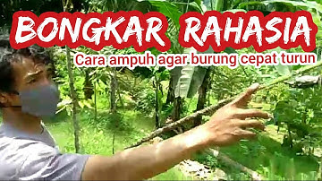 BERBAGI CARA MIKAT AGAR BURUNG CEPAT TURUN || BURUNG PELATUK BERAS