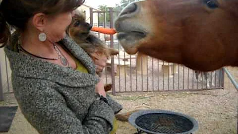 Yorkie & Horse carrot tug of war