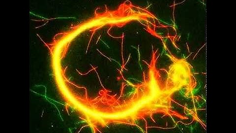 Swarming behavior programmed by DNA computing