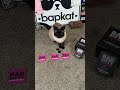Bad Kitty
