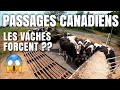 Passages canadiens les vaches testent 