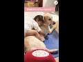 【赤ちゃんからワンコへのマッサージが突然終了…】→次の瞬間、あったかい光景が広がる♪