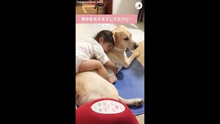 【赤ちゃんからワンコへのマッサージが突然終了…】→次の瞬間、あったかい光景が広がる♪
