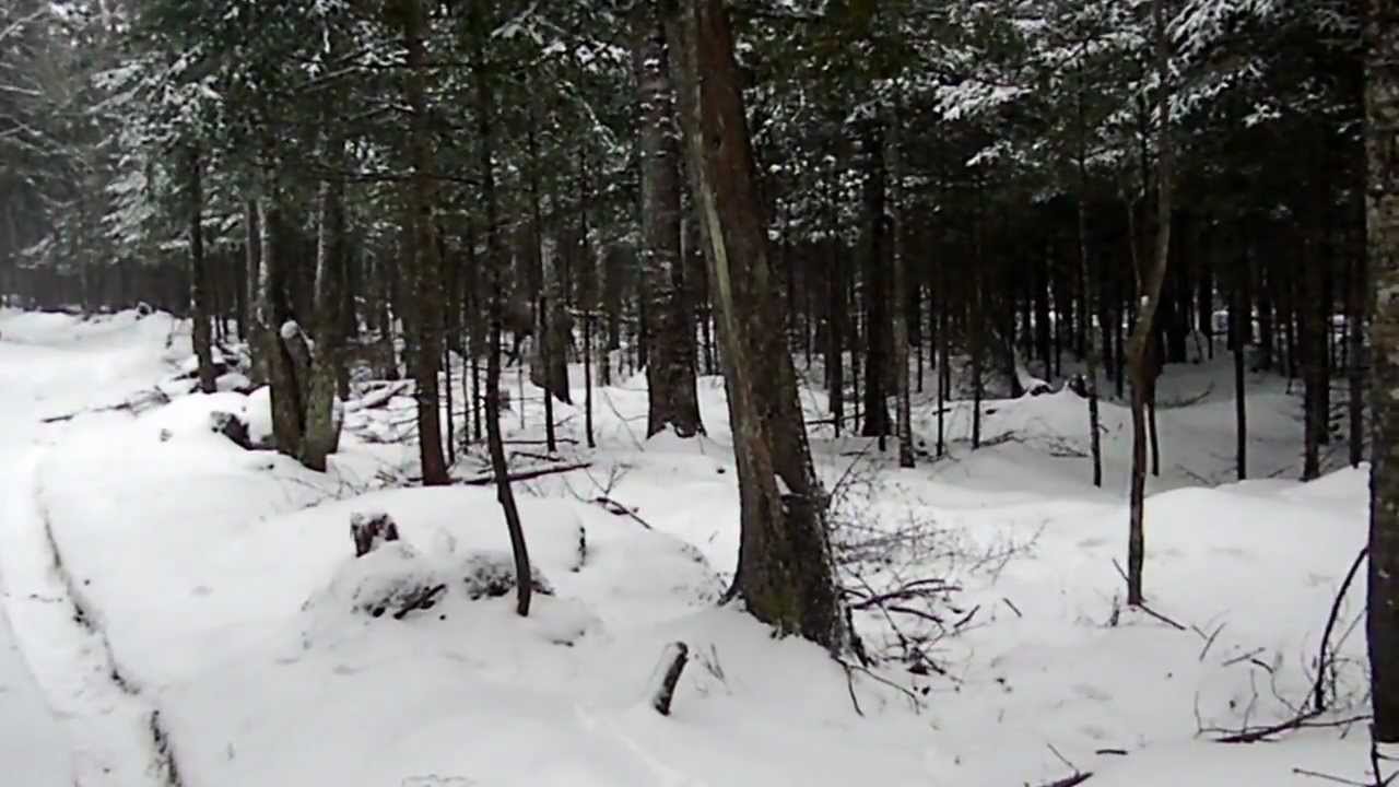 Winter Preserve Deer at Hindsite Hunt Preserve Newport Maine YouTube