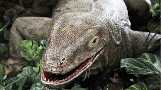 King Of The Reptiles  Komodo Dragon   Largest  Living Lizard  #viralvideo
