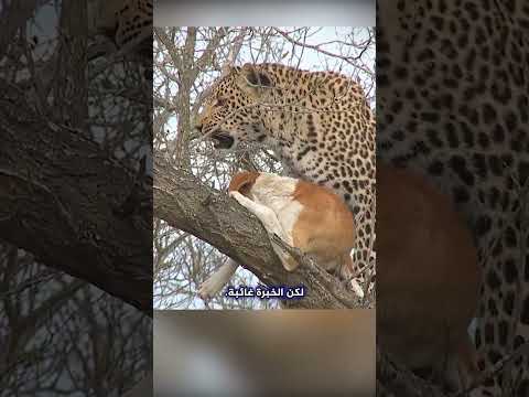 مشهد نادر نمر يصطاد كلبا أليفا في أول تجربة صيد له والنتيجة غير متوقعة Shorts