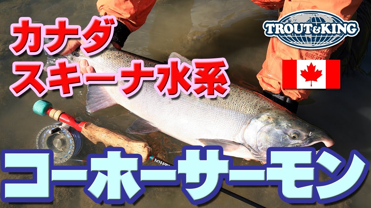 D4 カナダ スキーナ水系 シルバーサーモン コーホー フィッシング Silver Salmon Fly Fishing In Skeena Canada Youtube D4 カナダ スキーナ水系 シルバーサーモン コーホー フィッシング Silver Salmon Fly Fishing In Skeena Canada Youtube
