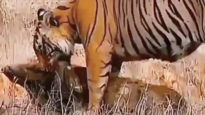 Tiger Attack 🤯 Wild Boar Killed | Ranthambore National Park