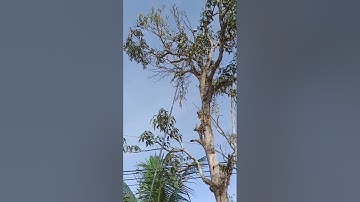 cara pikat pakai stik