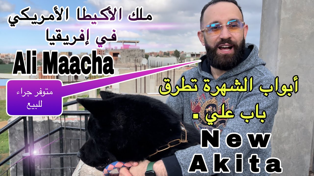 الجزائري علي معاش ملك ( الأكيطا الأمريكي) الأول إفريقيا نحو الشهرة🗽/ و جراء بلاكي تحبس الأنفاس 😱