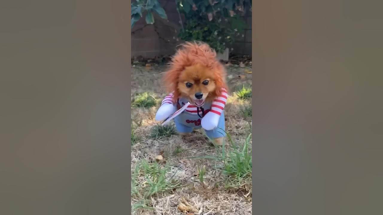Dog in Chucky costume dog chucky pomeranian viral YouTube