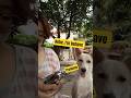 what u do? I kulets u | #hushpawlife #pets #aspin #love #puppy