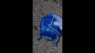 ceramic bugs with COSMOS glazes