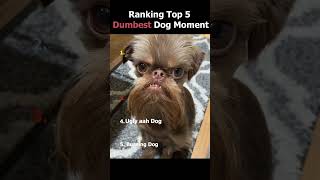 Ranking Dumb Dogs #dogs #dumbdog #ranking #shorts #silly