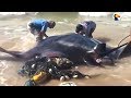 People Rescue Giant Manta Ray From Fishing Net  | The Dodo