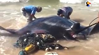 People Rescue Giant Manta Ray From Fishing Net | The Dodo