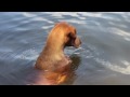 Buzz the Fishing Vizsla Buzz the Fishing Vizsla