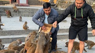 Feeding time of monkey and dog