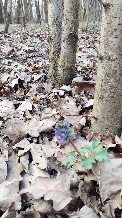#Ряст 🌸 бульбистий Corydalis 🌺 solida - Гарні #Квіти у Лісі. Весняні # ...