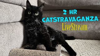 2 Hour CatStravaganza livestream