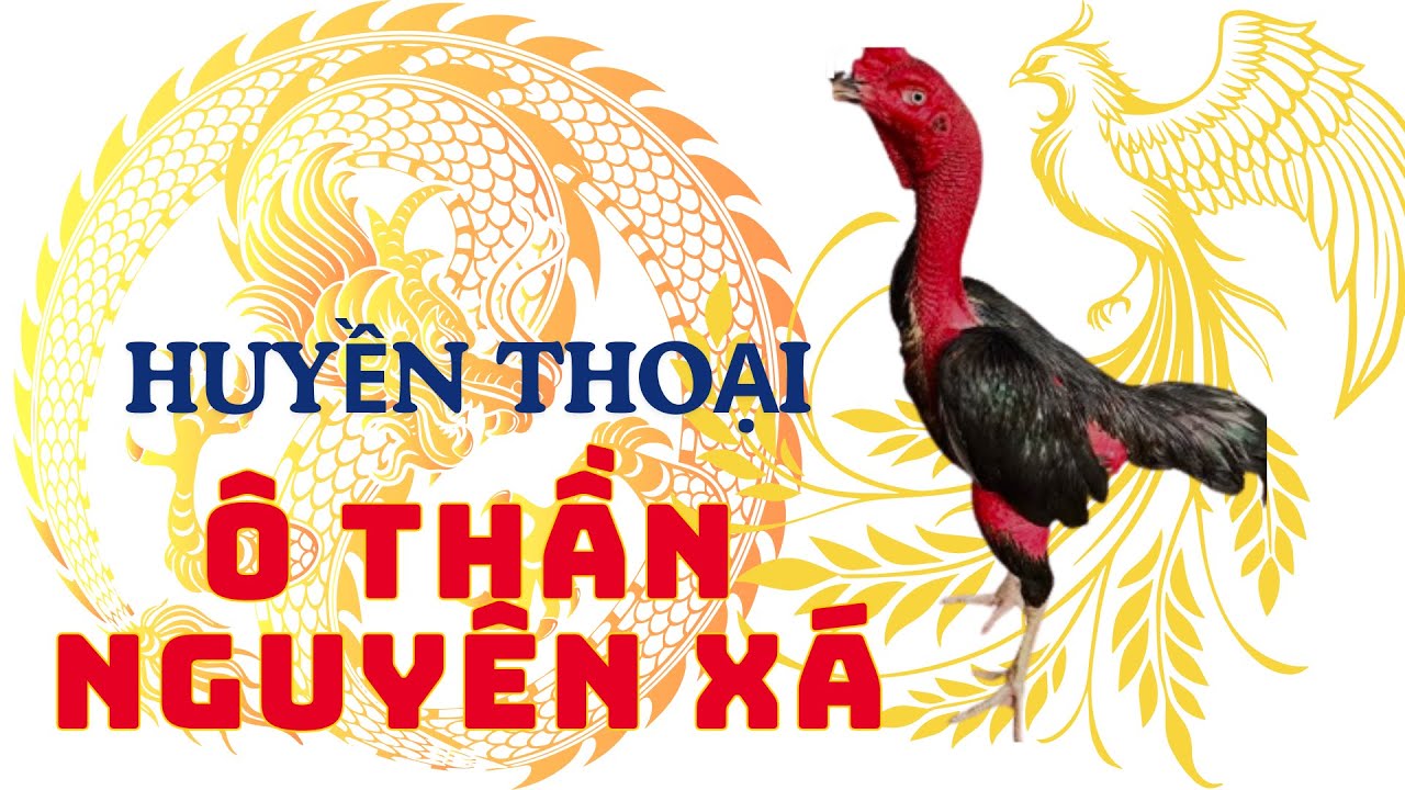 Ô Thần Nguyên Xá – Biểu Tượng Bất Khuất, Gà Chọi Huyền Thoại Thái Bình