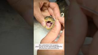 From survived…and they were born—a true miracle ❤️#pets #love #animals #animallife #fyp