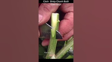 Ghép bưởi cam chanh