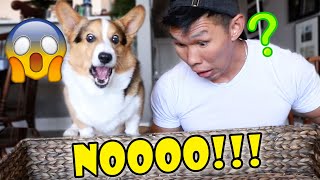 CORGI ROBBED: All Dog TOYS DISAPPEAR! What Will He Do?? || Life After College: Ep. 711