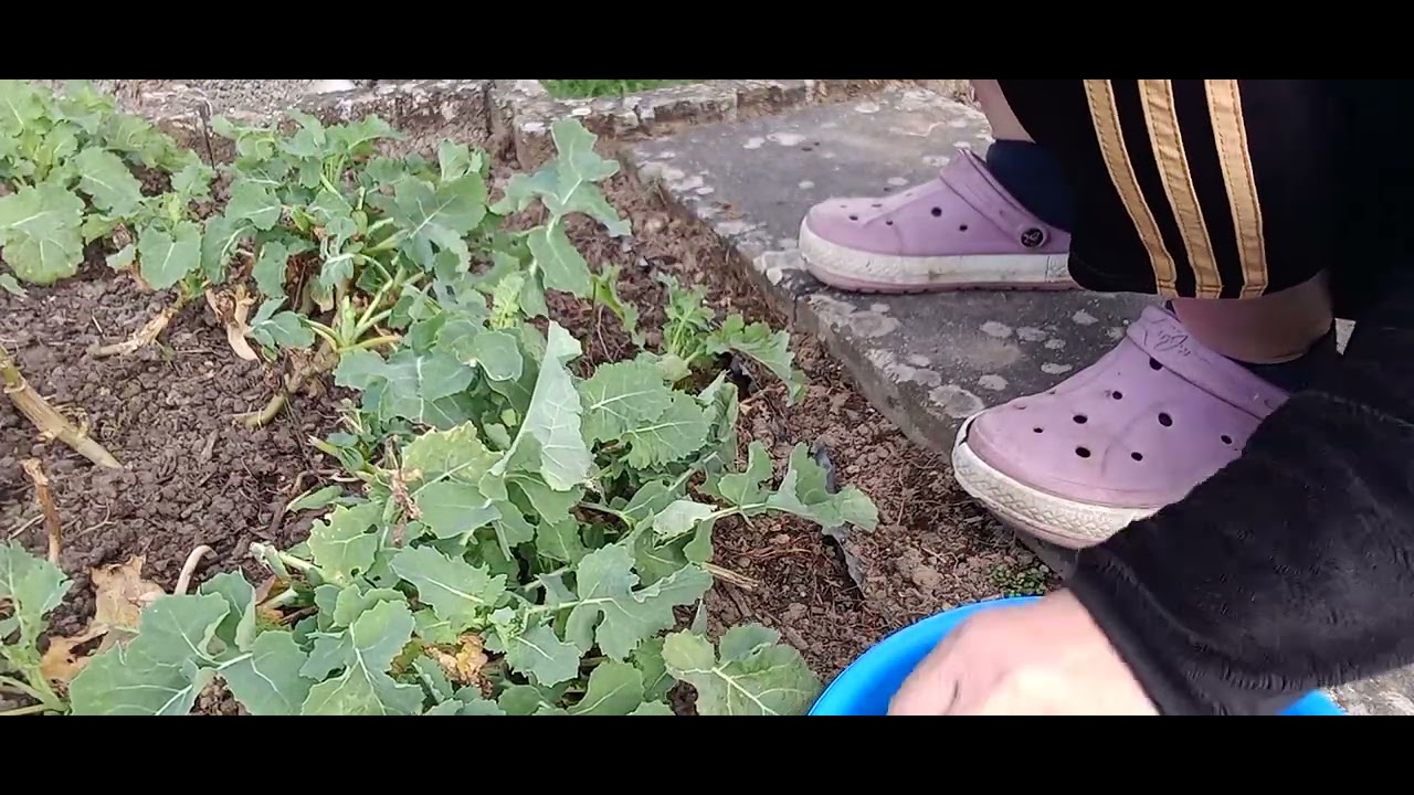 เยอรมัน อากาศดีมากๆๆ 17 องศา สบายๆๆ เข้าสวนตัดผัก ของปีที่แล้ว มาทํากินค่ะ