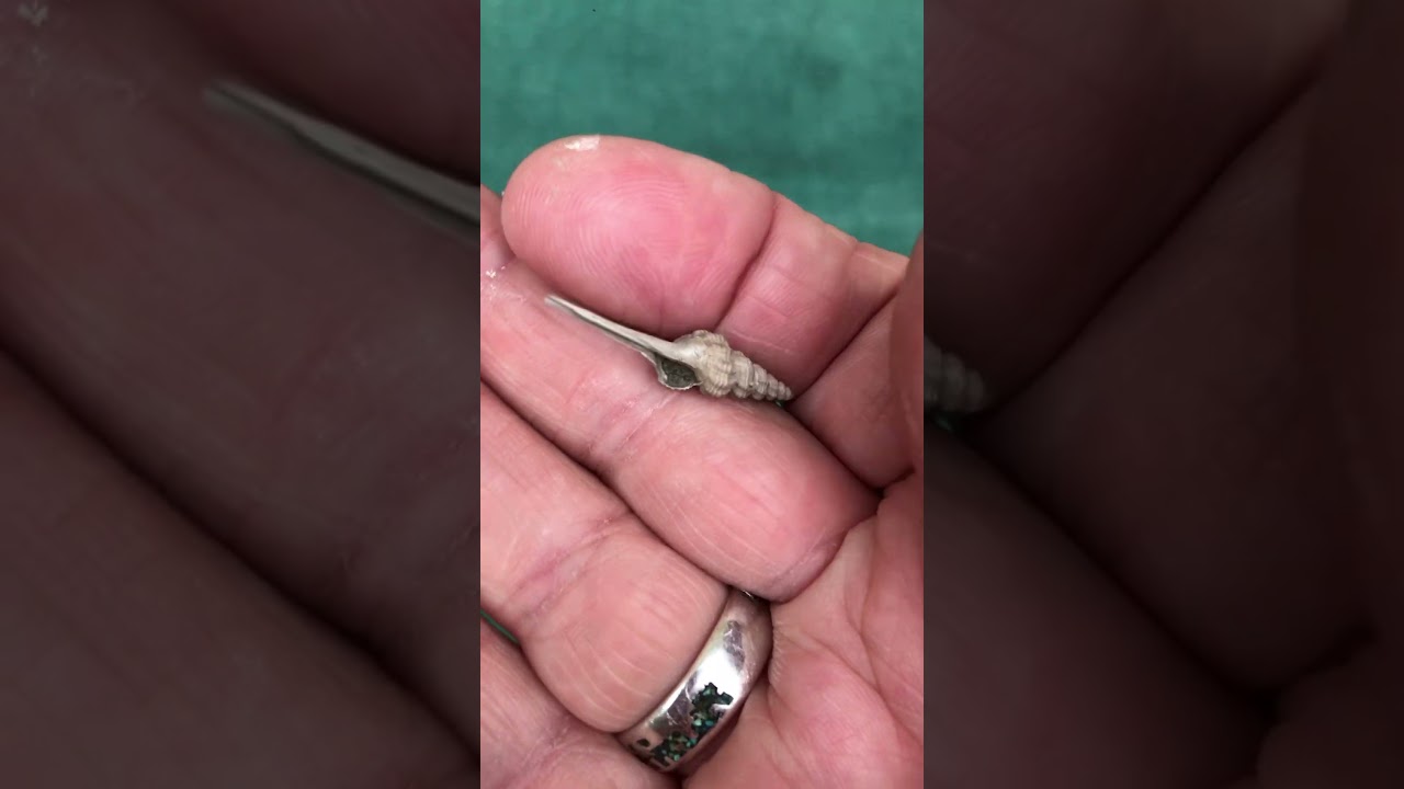 Part 2 Rare Fusinus fossilised Shell, cleaned up 