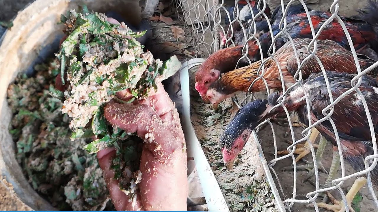Mix food for chicken help grow fast and Cost less - YouTube