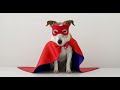 Dogs Facts