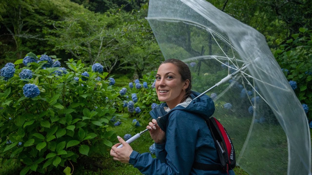 Rainy Season in rural Japan 🌧️ Lotus Fields and Hydrangeas - YouTube