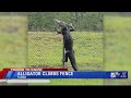 Alligator climbs fence in Florida
