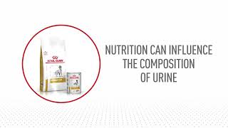 Why Urinary Care Shouldn’t Disappear With The Symptoms: Discover Royal Canin® Urinary S/O For Dogs.