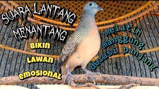 Perkutut Lokal Gacor Suara Keras Panjang Lantang Menantang - Cocok Buat Masteran Jadi Ataupun Bahan!