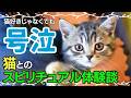 【実話】視聴者さんの猫とのスピリチュアル体験をご紹介します【続編】