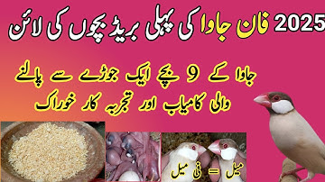 Fawn java breeding progress | fawn java breeding tips | soft food for java in winter