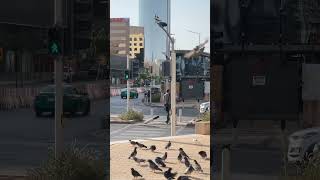 Riyadh city 4k youtubeshorts ksa