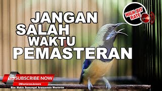 🔴Dijamin MASUK❗️Waktu Yang Tepat Mastering Pakai Masteran Cucak Cungkok Gacor ❗️