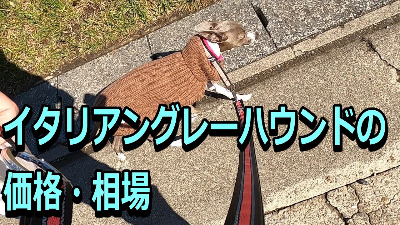 イタリアングレーハウンドの価格 相場 Italian Greyhound Prices Youtube