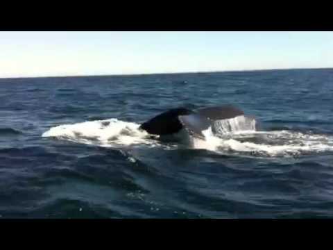 Whale Watching in Digby - YouTube