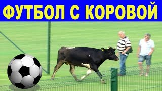 Футбол С Коровой  Прикол Во Время Футбольного Матча