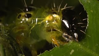 Box Tree Moth Life Cycle - Feeding and Defecating (Documentary)