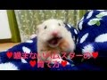 ハムスターの噛み癖のなおし方！噛まない飼い方！おもしろ可愛いハムスターHow to bring up the hamster which isn't bitten