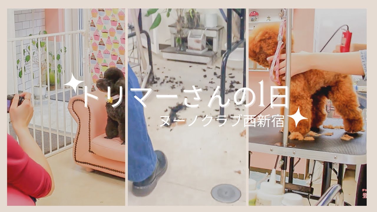 【ヌーノクラブ西新宿】トリマーの1日ってこんな感じ