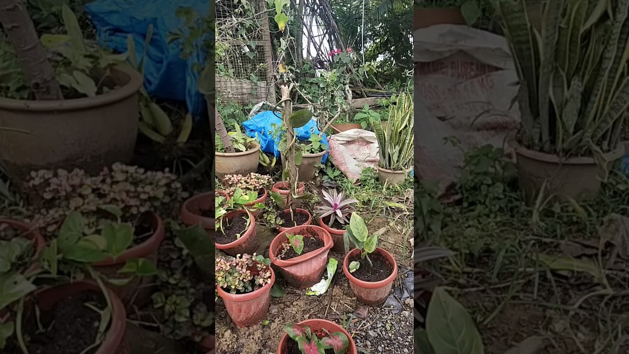 bunga kladi ta mudah mati. dan tnah ta kras