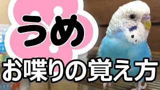 お喋りの覚え方　セキセイインコ・うめ　Budgerigar Parakeet